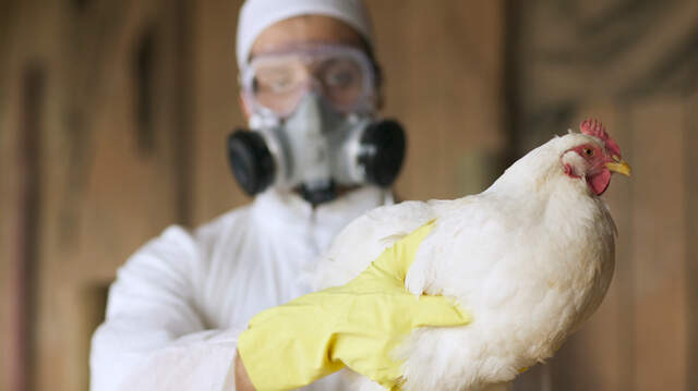 What Texans should know about the spread of H5N1 bird flu | Fort Worth ...