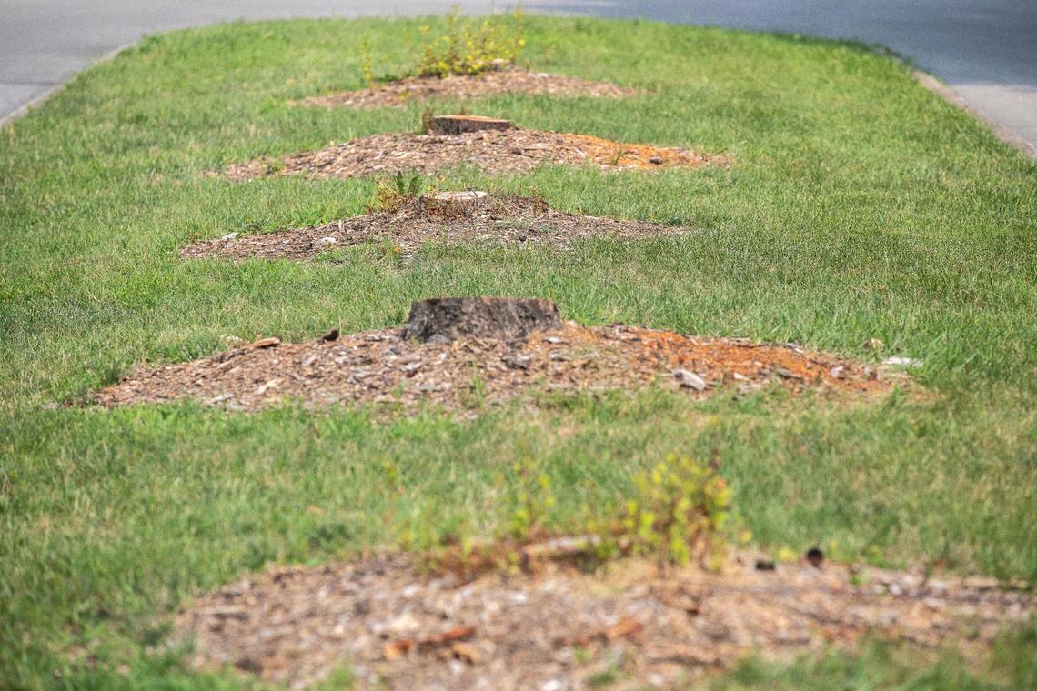Tree stumps in a median along Southpoint Drive near Nicholasville Road in Lexington on July 20, 2020. Kentucky Utilities is cutting all trees that grow more than 10 feet under power transmission lines.