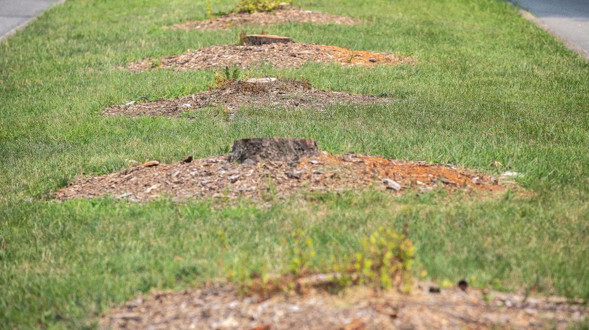 Tree stumps in a median along Southpoint Drive near Nicholasville Road in Lexington, Ky., are photographed Monday, July 20, 2020. Kentucky Utilities is cutting all trees that grow more than 10 feet under power transmission lines.