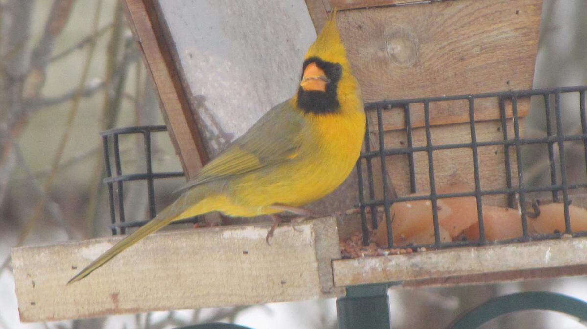 This yellow Northern cardinal is one of two that have visited David and Tina Gourley's bird feeder in Gravel Switch since Jan. 21. The unique coloring is caused by a genetic mutation.  