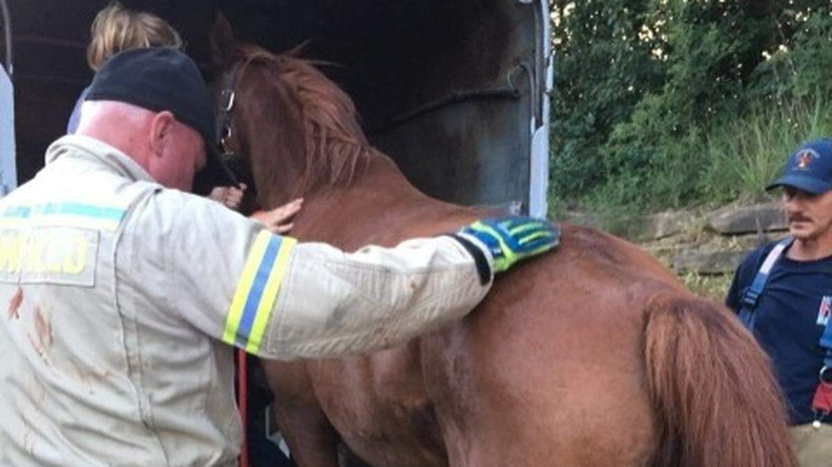 Officers and firefighters helped rescue a horse from a trailer on the Western Kentucky Parkway.