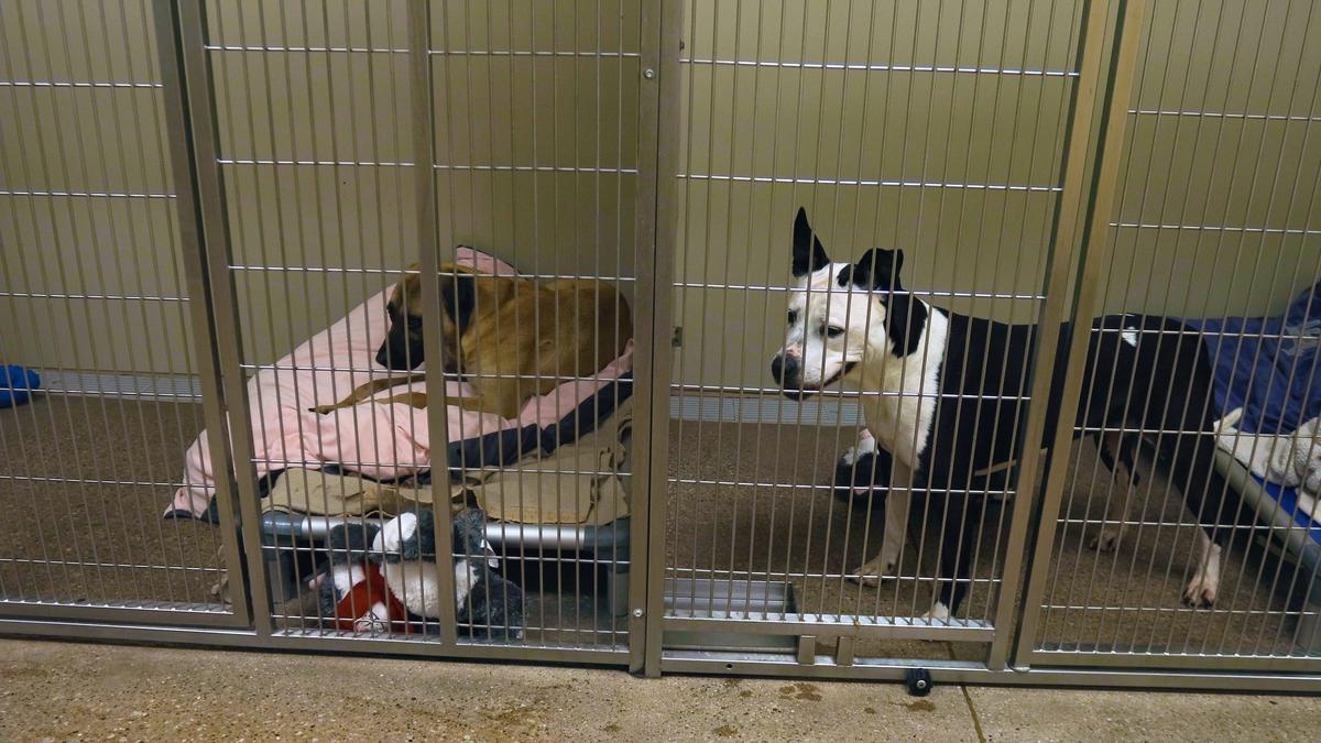 Dogs awaited adoption at the Lexington Humane Society adoption center in the back of the PetSmart store in the Hamburg Pavilion. Pet adoptions have decreased in some areas of Kentucky as the coronavirus pandemic has expanded.