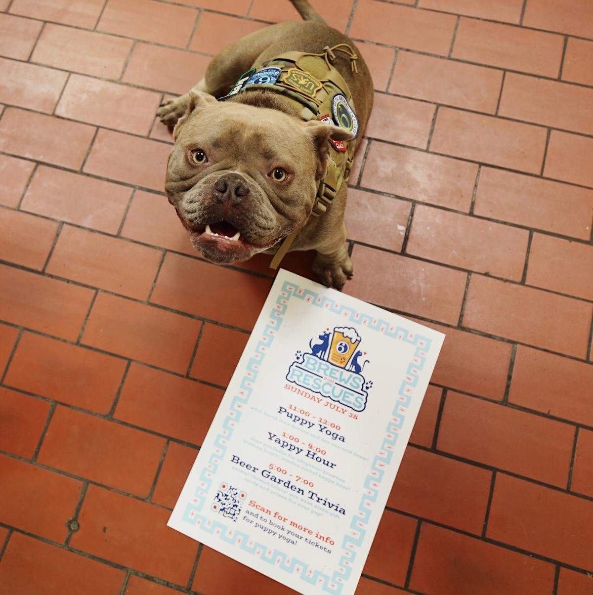 The Lexington Humane Society is working with West Sixth Brewery to host Puppy Yoga this weekend at the Lexington taproom.