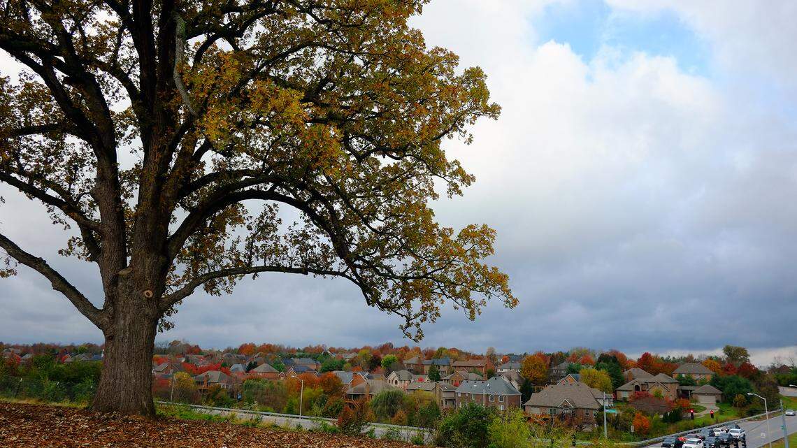 This 400-500 year old oak tree near Firebrook subdivision was saved during a development spat but was knocked down in a 2023 windstorm.