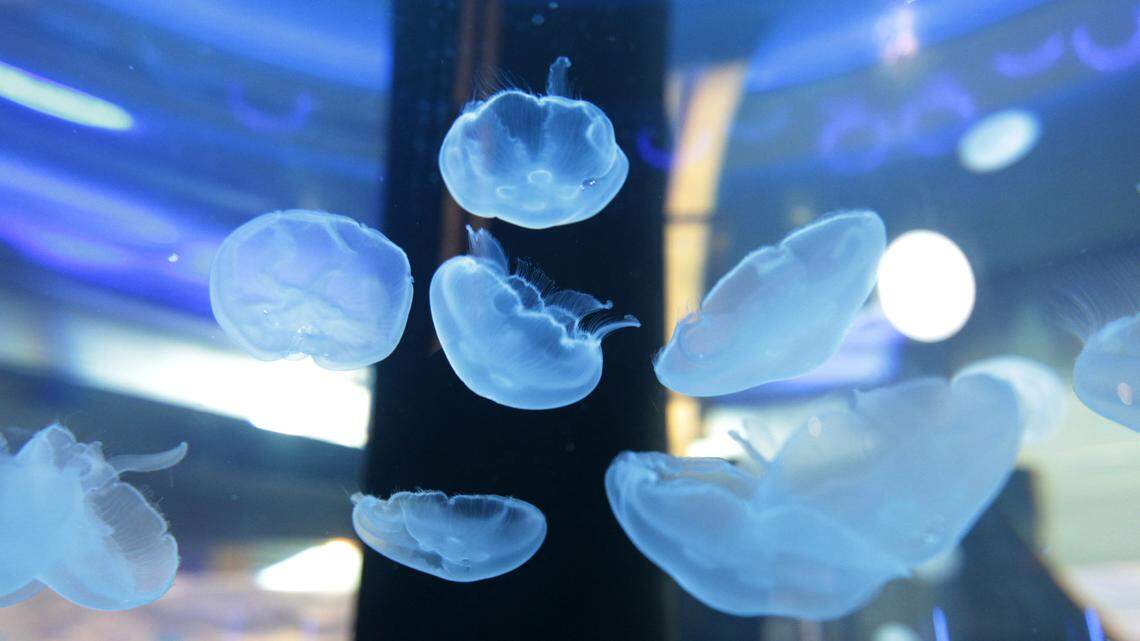 Jellyfish known as moon jellies floated in their new home at Coba Cocina restaurant in Idle Hour Shopping Center. About 100 jellyfish were introduced Wednesday.