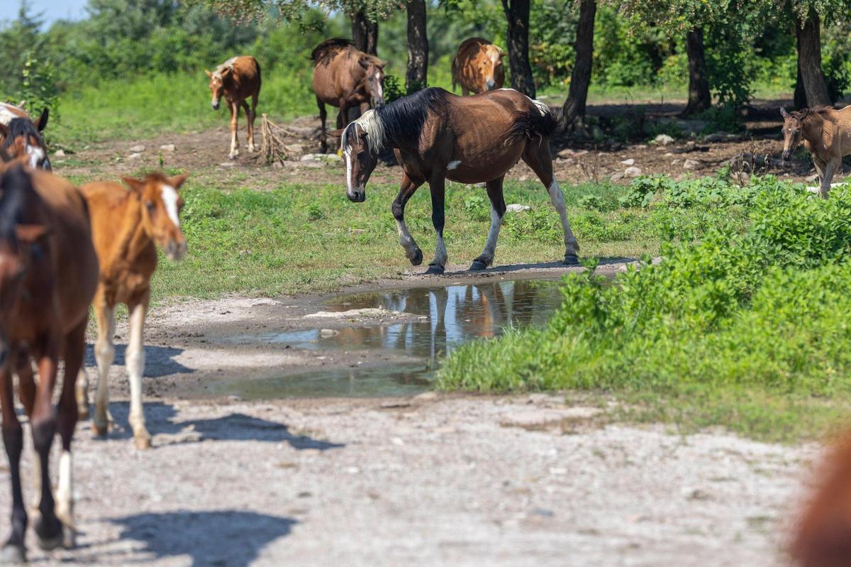 Wild horses roam near a former surface mine in Breathitt County, Ky., on Friday, July 11, 2025.