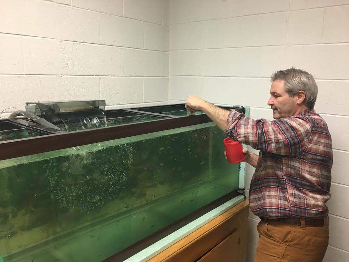 Paintsville High School Science Teacher Hans Doderer feeds trout that his students are raising. For the past four years Doderer’s students having been raising and releasing trout into Kentucky waterways.