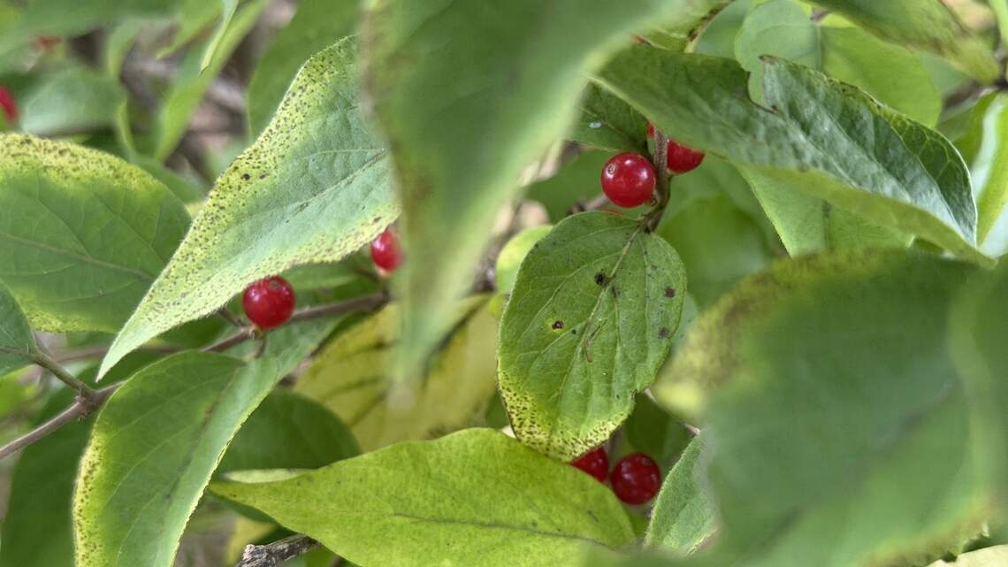 This is the most prominent invasive plant in Kentucky. How to spot & control it