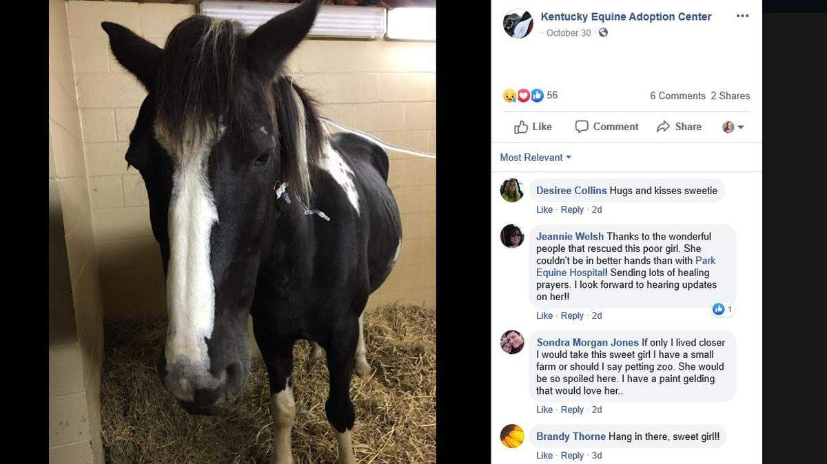 The Kentucky Equine Adoption Center shared a photo of Tammy, a horse that was rescued after being found with buckshot in her rear end. The mare was later discovered to be in foal.
