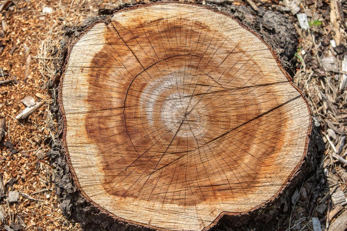 A tree stump in a median along Southpoint Drive near Nicholasville Road.