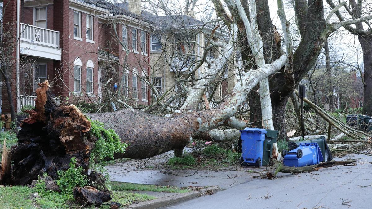 A large tree was uprooted during a severe thunderstorm in Lexington, Kentucky, on April 2, 2024.