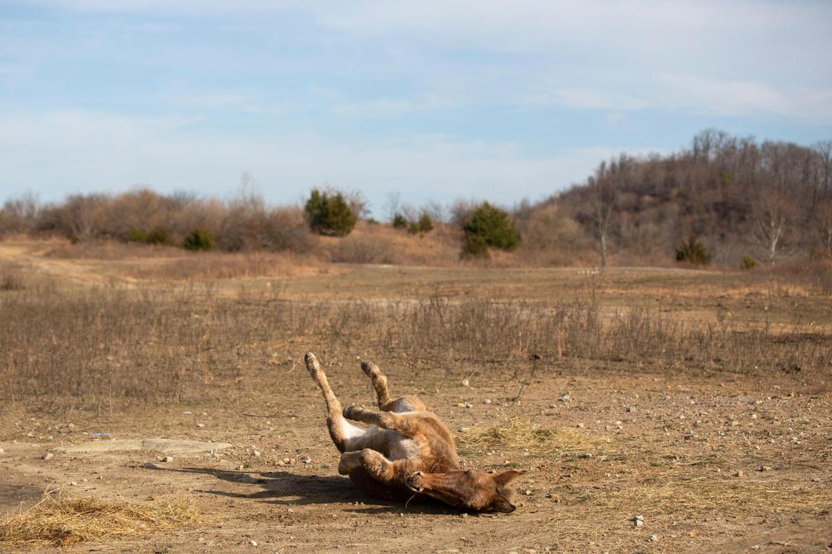 Hundreds of free-roaming horses walk on mountaintops and graze on reclaimed mine land in southeastern Kentucky near Elk View in Breathitt County, Ky., Tuesday, December 13, 2022. Non-profit the Appalachian Horse Project feeds and cares for the horses, especially in the winter time when grass on the mountaintop is more scarce.