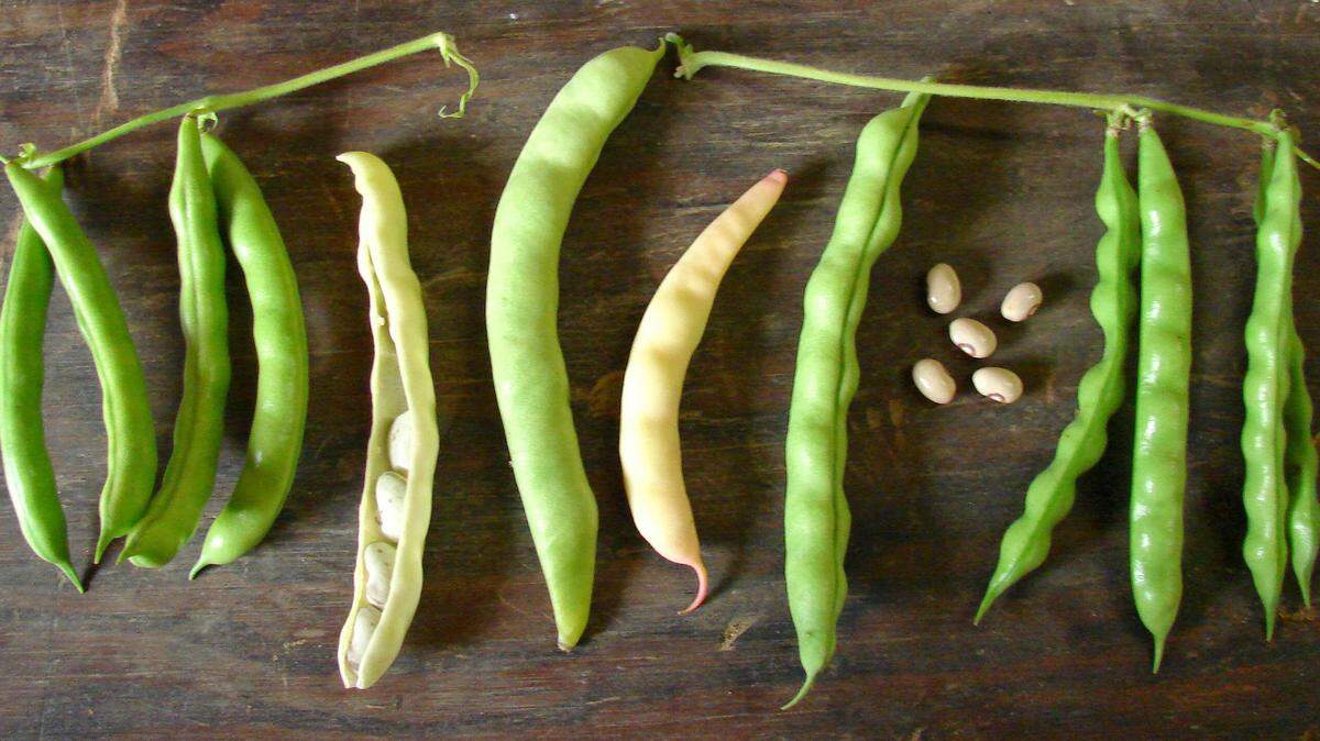 Among the beans Bill Best grew this year were, from left, white half-runners, cream-colored fall bean, gizzard bean, white pink tip wax bean, Logan Giant, Edwards bean (seeds), and greasy back beans. 