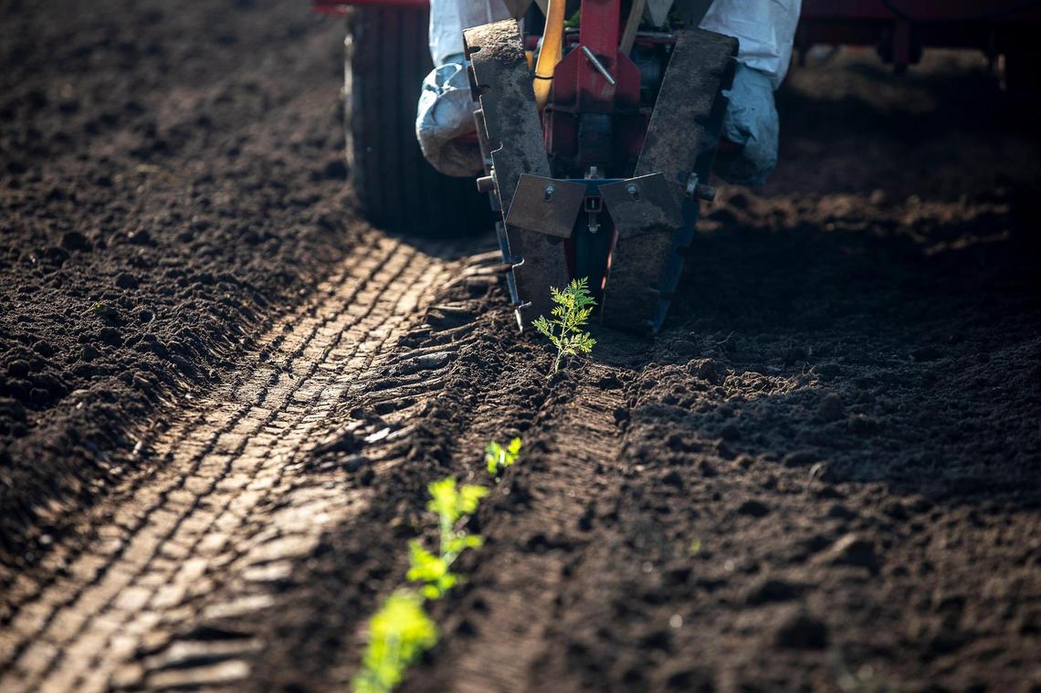 Artemisia annua seedlings are planted at University of Kentucky’s Spindletop Farm in Lexington, Ky., on Wednesday, July 8, 2020. The University of Kentucky is conducting a clinical trial of Artemisia annua, also known as sweet wormwood, for experimental COVID-19 therapies.