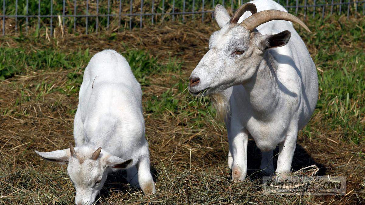 2 of the goats at the Kelley Farm, 6483 Old Richmond Rd. in Lexington, Ky., Thursday, September 22, 2011. This year, their giant corn maze honors UK Men's Basketball Coach John Calipari. Charles Bertram | Staff
