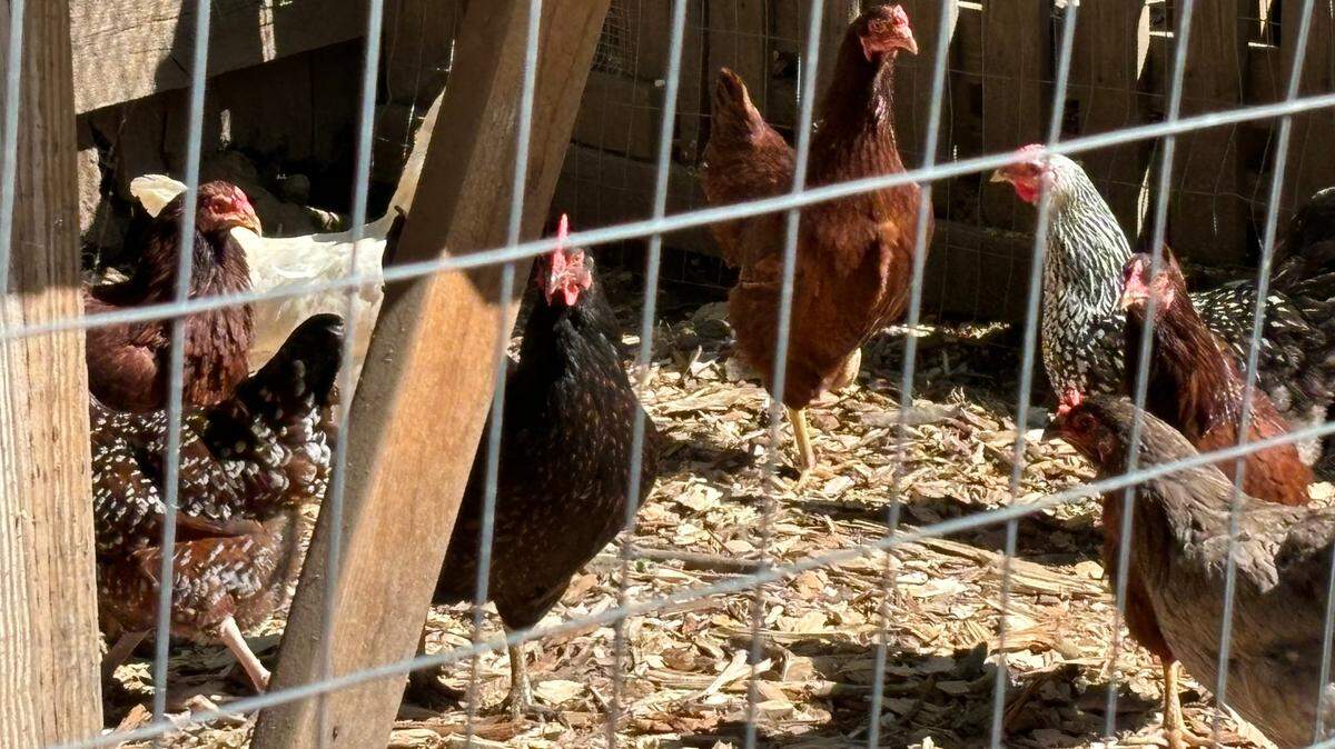 Travis Robinson's backyard chickens walk about their chicken run. Robinson has been keeping chickens for since about 2010.