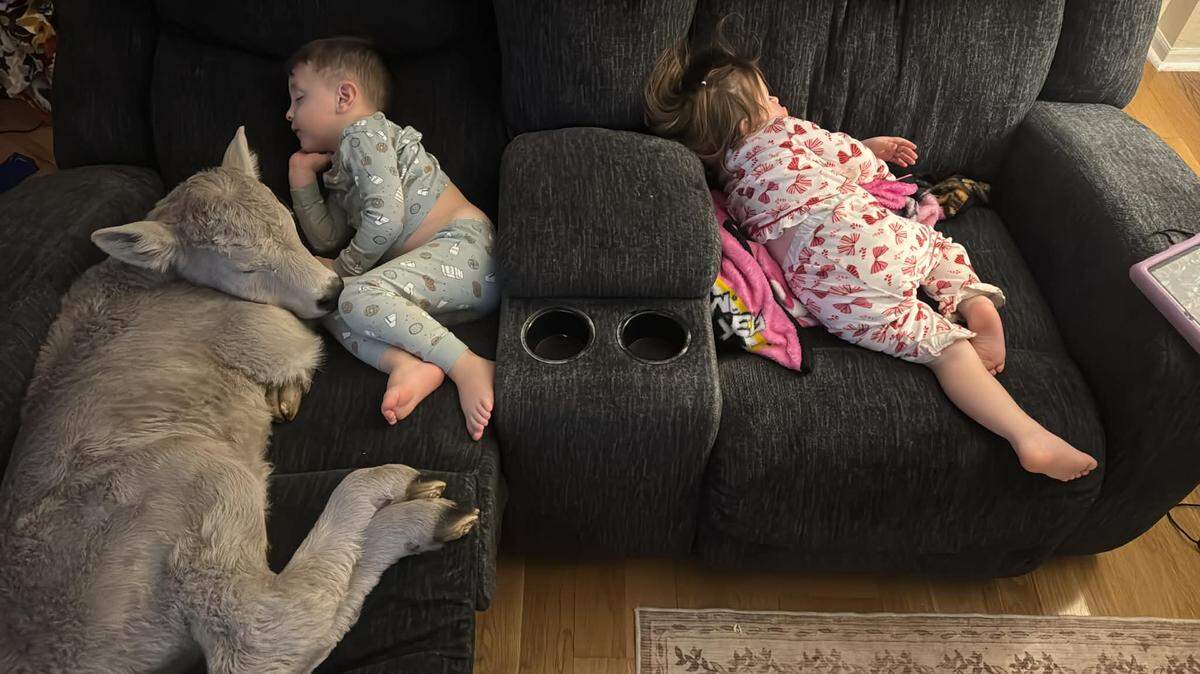 Gregory Reece Sorrell, 3, and Charlee Jo Paige Sorrell, 2, napped with the calf their parents brought inside to warm up after it was born during freezing temperatures on the family’s Montgomery County farm.