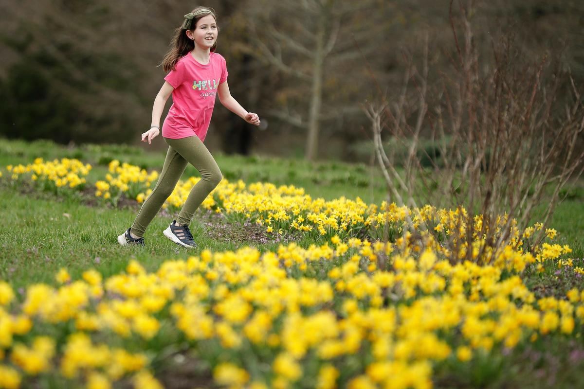 Emilia Howes, 9, of Lexington, Ky., runs past daffodils at the University of Kentucky Arboretum in Lexington, Friday, March 20, 2020.