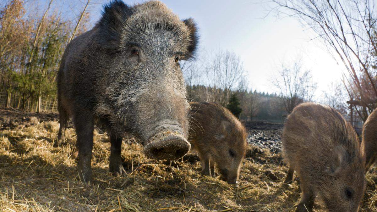 The wild boar (Sus scrofa) is known by many names. Native to Eurasia and North Africa, it has been introduced into the Americas and Oceania by humans. The three pictured here were sighted in Germany.