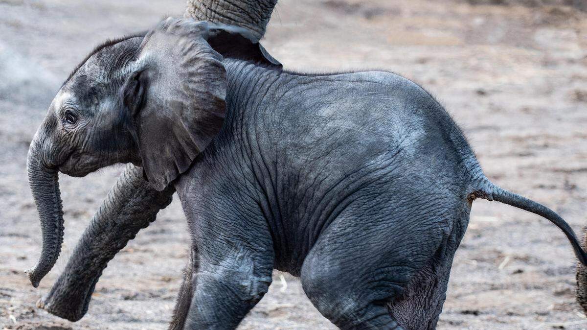 This male elephant calf was born at the Louisville Zoo August 2.