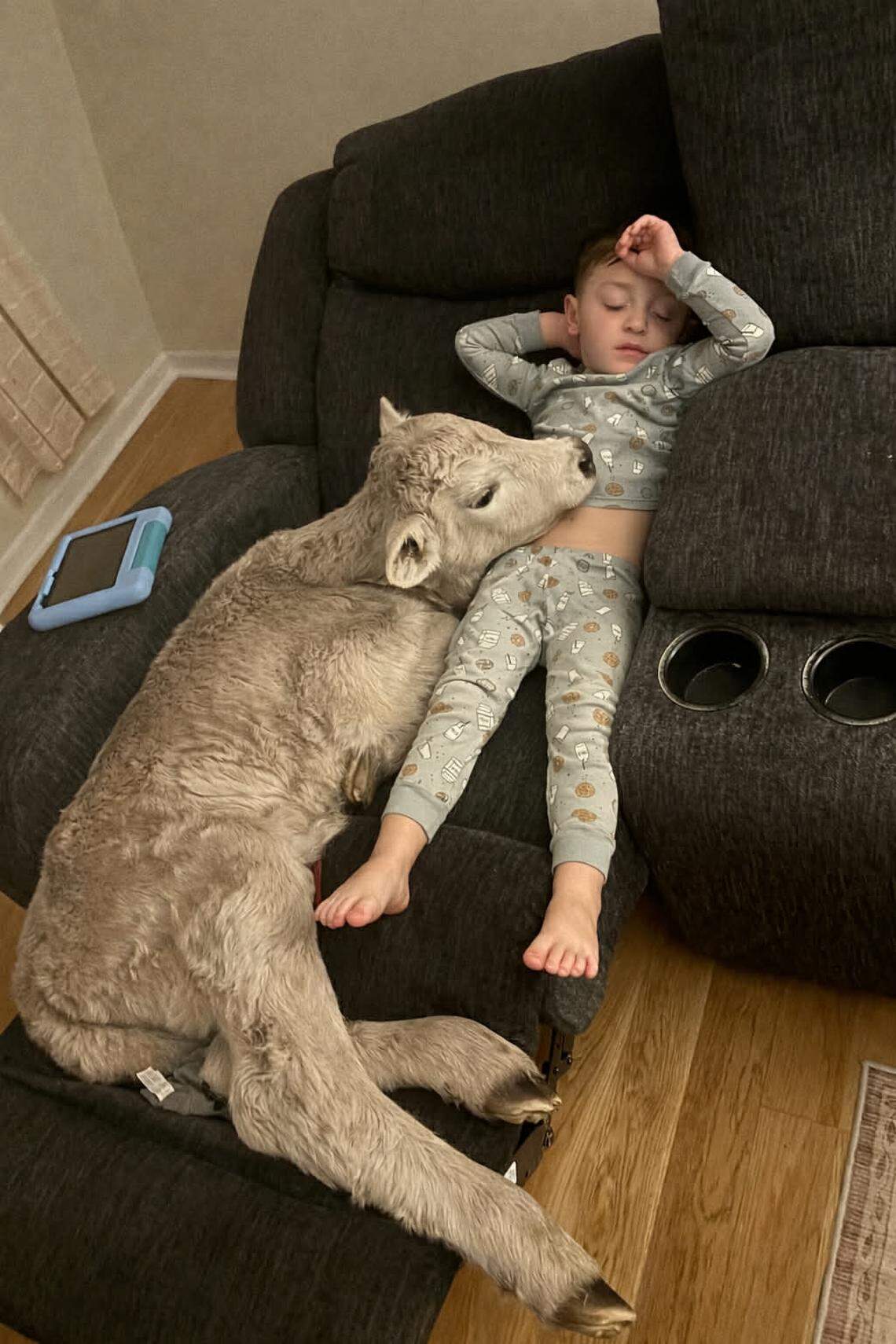 Gregory Reece Sorrell, 3, snuggled up with a calf he named Sally, in honor of a character from the movie “Cars.”