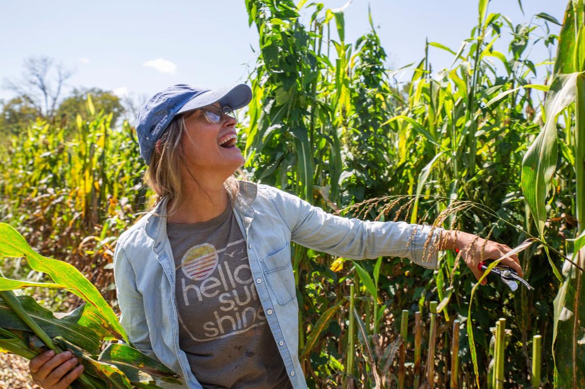Cynthia Main, of Sunhouse Craft, harvests broomcorn alongside volunteers during Sunhouse Craft’s crop harvest on Lazy Eight Stock Farm in Paint Lick, Ky., on Sunday, Sept. 15, 2024.