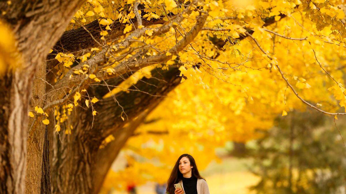 Amanda Hickey, of Lexington, Ky., walks amongst fallen gingko leaves on Catalpa Road in Lexington, Ky., Nov. 18, 2021. Here’s some outlooks of Thanksgiving weather in the Bluegrass State.