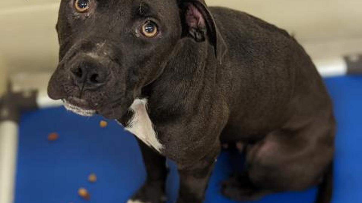 Green Bean is currently up for adoption from the Lexington Humane Society, which has reduced fees in October to celebrate Adopt-a-Dog Month.