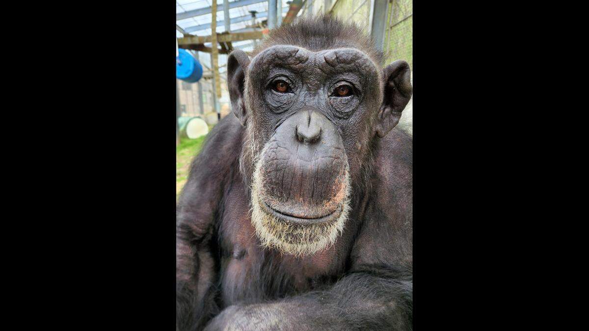 A month at the Primate Rescue Center with inhabitants like this one changed Mark Roberts’ life, and now he’s moving to Kentucky.