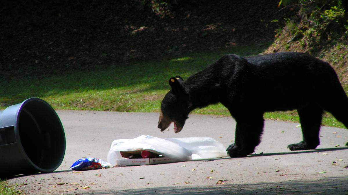 Kentucky Fish and Wildlife officials say that feeding bears can cause them to exhibit behavior that could be dangerous to humans and the bears themselves.