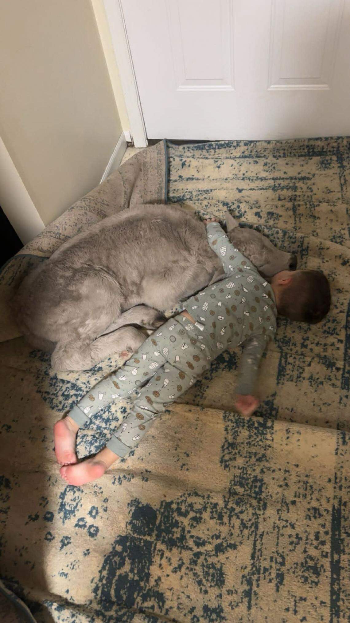 Gregory Reece Sorrell, 3, snuggled up with a calf he named Sally, in honor of a character from the movie “Cars.”