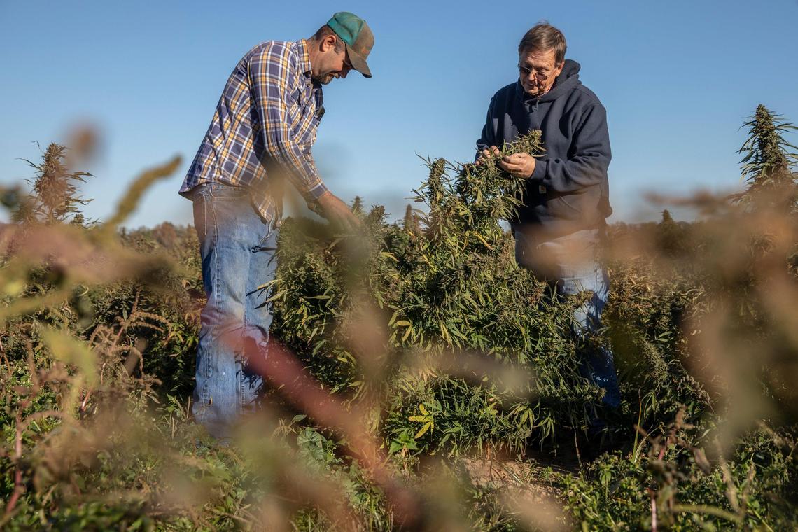 Adam Yazell, left, and Lewis Furnish, examine hemp growing in a field near Berry. They are part of the group that has sued GenCanna.