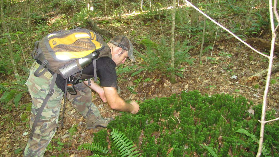Jim Scheff, a forest ecologist with Kentucky Heartwood, took a sample of lycopodium, a type of moss, to document the plant's existence in Rockcastle County, which he said had not been done before.  