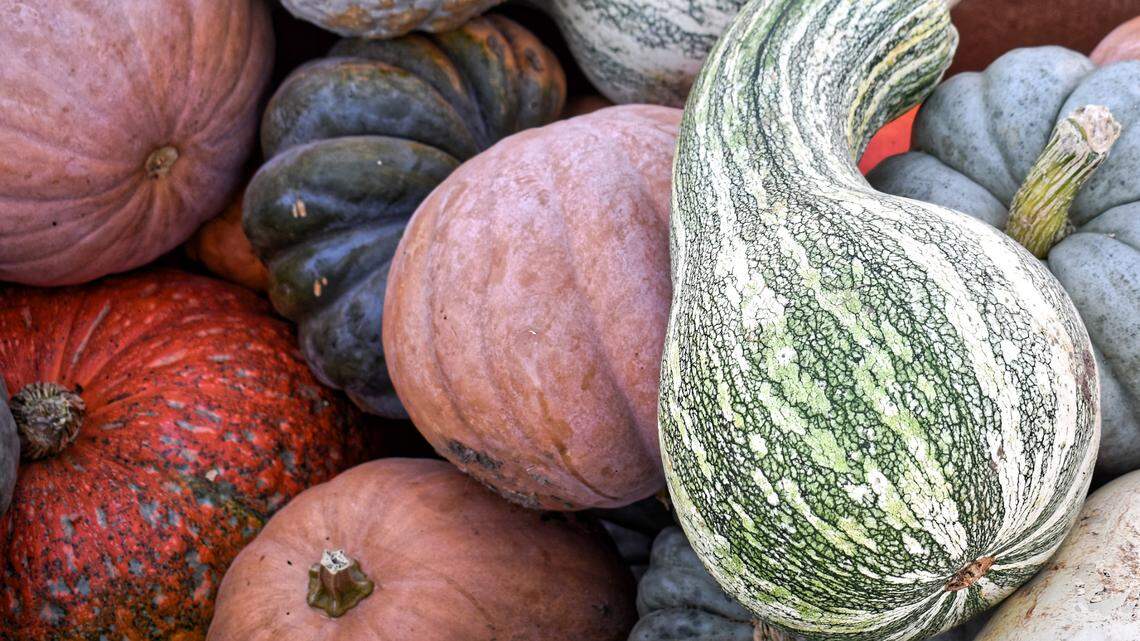 Cushaws and pumpkins for sale at Beckham Sharpe’s Georgetown farm. You can find them at farmers’ markets and at the grocery store, if you know what to look for. The green striped gourd is the cushaw. And it isn’t just for decoration.