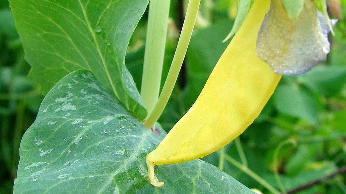 Planted early in spring's cool weather, snow peas fresh from the garden can be eaten pod and all... crispy fresh, or stir fried.  This variety, Golden Sweet, bears yellow pods, which make them easier to harvest.