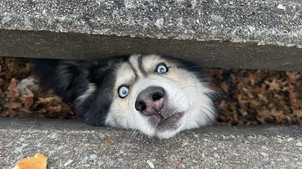 Sebastian, a husky, was rescued by Lexington-Fayette Animal Care & Control Nov. 26, 2023, after he was trapped in a sewer drain.