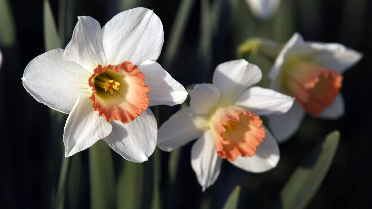 Daffodils in bloom in the Arboretum.  