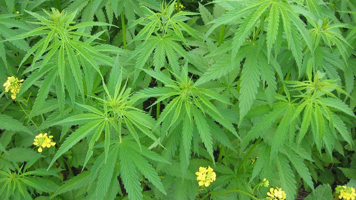 Industrial hemp in Manitoba, Canada. Kentucky wants to be at the forefront of hemp production once the OK is given for the crop's return.