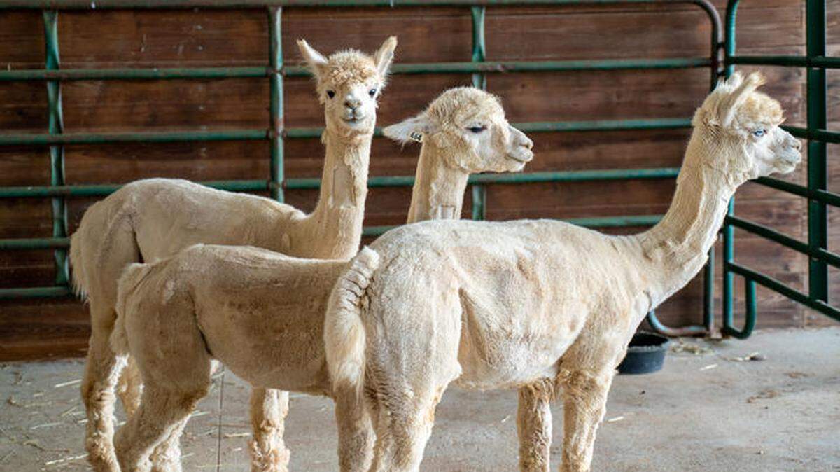 An adult male alpaca was found dead at a University of Kentucky Agriculture facility earlier this year. The U.S. Department of Agriculture inspected the facility and found inadequate fencing in the animals’ paddock. The alpacas in the above photo were part of a 2020 COVID study.