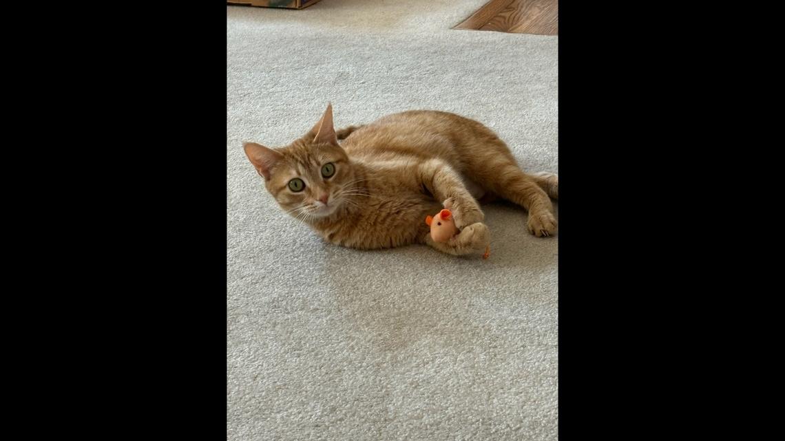 Millie, a 1-year-old orange tabby from Lexington, has been crowned Kentucky’s cutest cat by Herald-Leader subscribers.