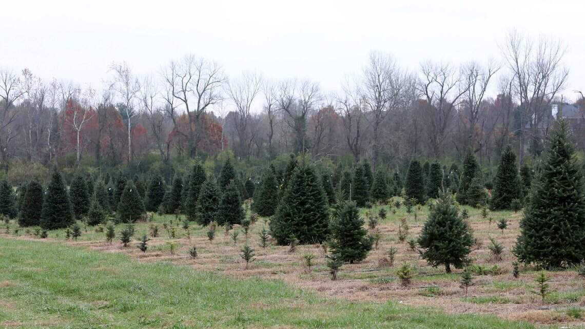 How did the September drought affect Ky. Christmas tree lots? One farm is closed.