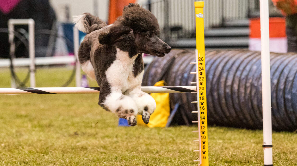 Lexington weekend: Holiday music, last minute gift markets and amazing dogs