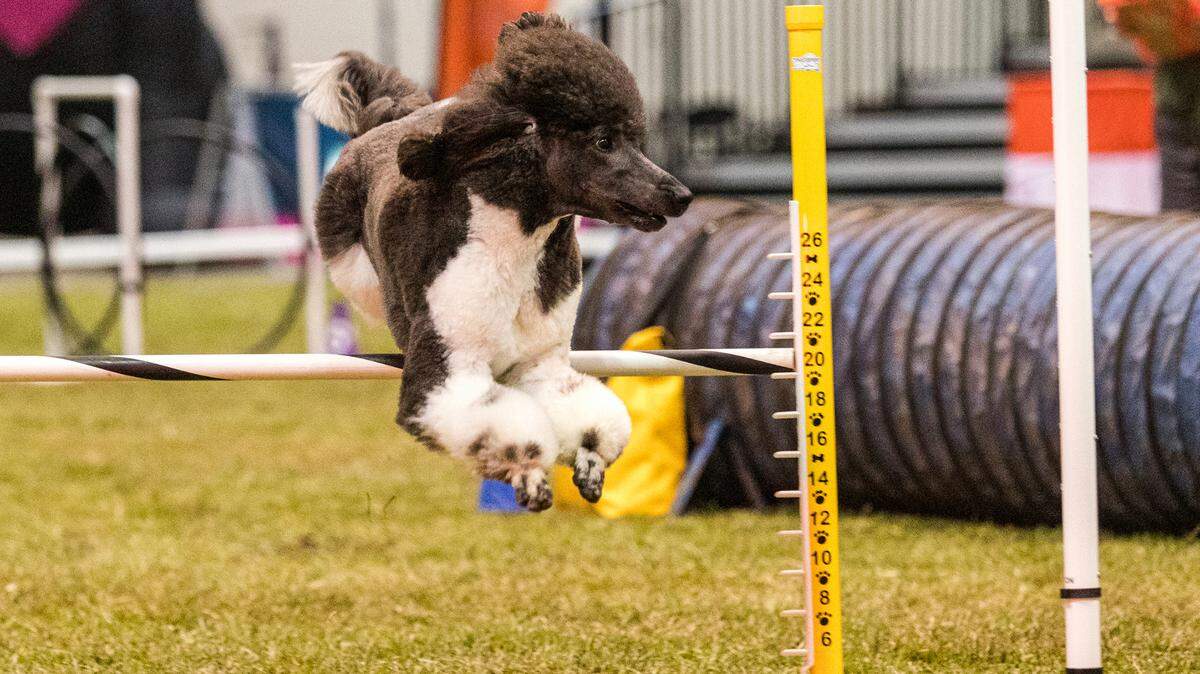 Dogs will compete in agility, conformation, nosework, obedience, rally obedience, weight pull and more at the UKC Total Dog Invitation this weekend.