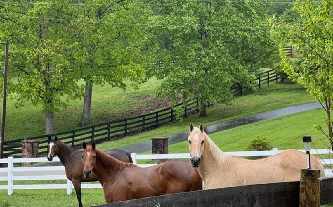 The three horses at the ranch - Bubba B, Lady DeVille and Vanilla Beans.