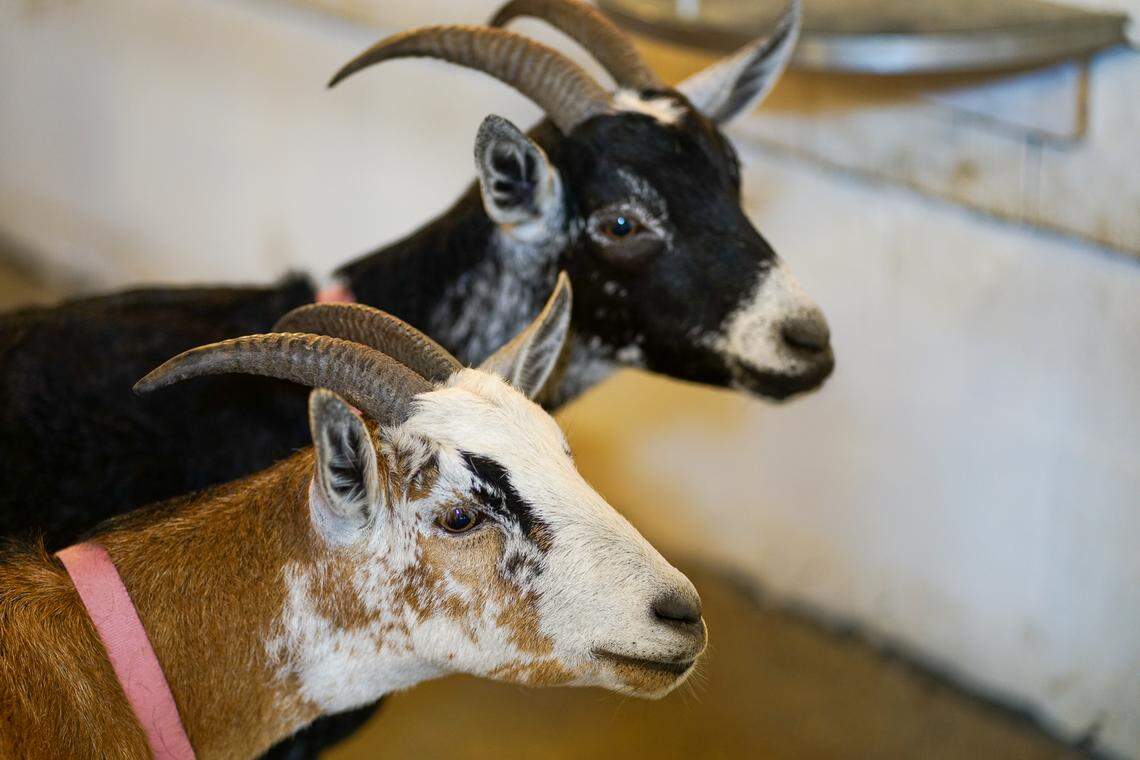 The Ranch’s two resident goats, Cinnamon and Ginger, are fun to watch.