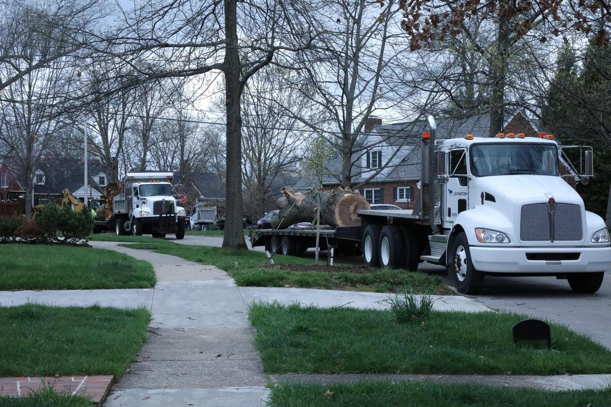 A large three trunk is ready for hauling away April 3, 2024 on Louisiana Ave. during clean up following the severe storms that swept over Lexington, Ky.