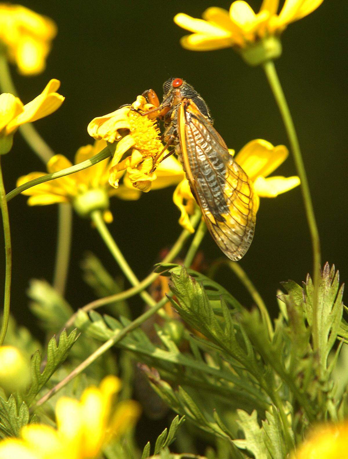 A cicada feeds on a flower at the Pimlico Racetrack in Baltimore, Maryland, in 2004.