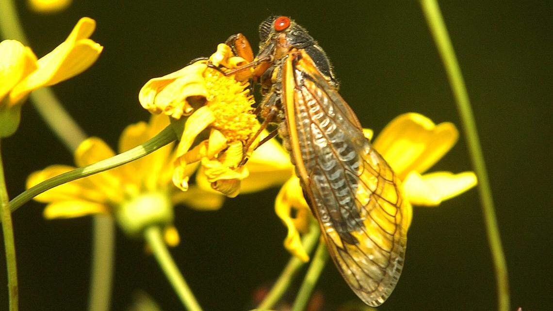 2004 file photo of a periodic cicada
