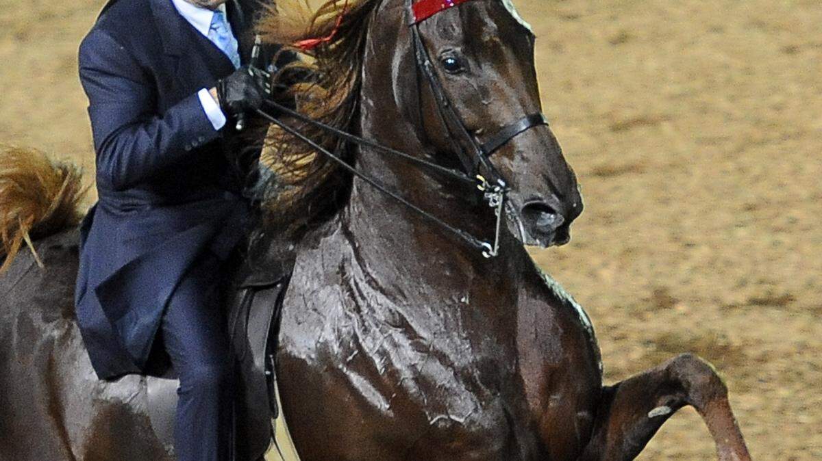 Merrill Murray rode Courageous Lord in five-gaited competition Monday.