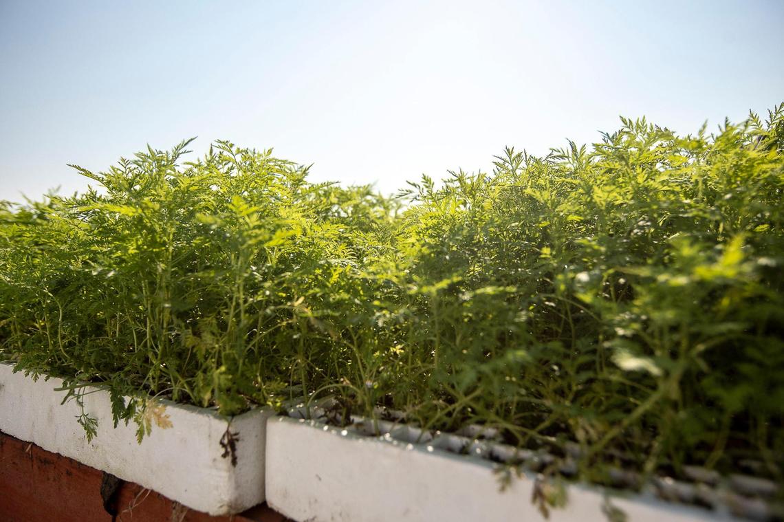 Artemisia annua seedlings are prepared to be planted at University of Kentucky’s Spindletop Farm in Lexington, Ky., on Wednesday, July 8, 2020. The University of Kentucky is conducting a clinical trial of Artemisia annua, also known as sweet wormwood, for experimental COVID-19 therapies.